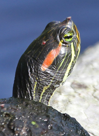 Red-eared Slider